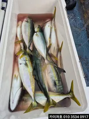 13일 오전 삼치 방어