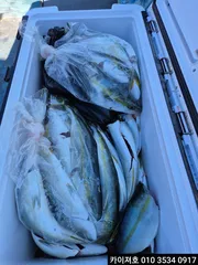 9일)오늘도 방어는 우당탕탕