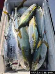 방어,삼치,튜나 주말 모집중~