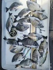 ((경남고성 주인호))주인호 토요일 감성돔 조황입니다.