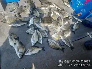 ((경남고성 주인호))주인호 선장 둘이서 오전짬낚시 조과입니다.목요일 예약가능!