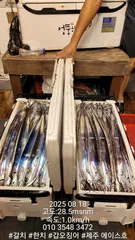 제주에이스호!!(8월17일)제주갈치조황입니다010 35483472~010 3860 3472{9.77톤22인승14석운