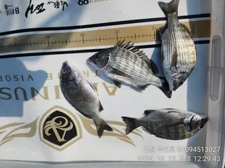 ((경남고성 주인호))주인호 일요일 감성돔 조황입니다.