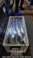 제주에이스호!!(8월16일)제주갈치조황입니다010 35483472~010 3860 3472{9.77톤22인승14석운