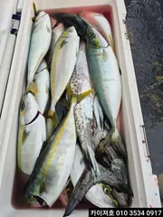 16일)화요일 08시 방어 삼치 모집중 입니다