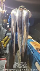 제주에이스호!!(10월13일)제주갈치조황입니다010 35483472~010 3860 3472{9.77톤22인승12석운)전좌석봉돌투등기장착 청결은보장