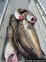 7일)왕대구 쿨러 조황~!!