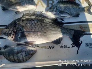 ((경남고성 주인호))주인호 토요일 4짜외 감성돔 조황~