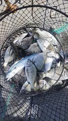 ((경남고성 주인호))주인호 일요일 감성돔 조황~화요일부터 예약가능!