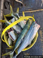 7일 오전 대 폭팔~화요일 부터 모집중