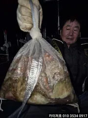 27일 야간 돌문어 조황 입니다
