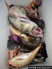 17일 새벽 왕볼락 왕열기 씨알 굿~!!