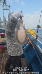 제주에이스호!!(1월27일)뚱갑이조황입니다010 35483472~010 3860 3472{9.77톤22인승14석운)청결은보장