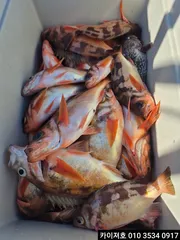 3일 오늘오전 외줄 왕열기 조황 입니다