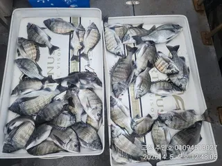 ((경남고성 주인호))주인호 일요일 감성돔 마릿수 조황~화요일 예약가능!