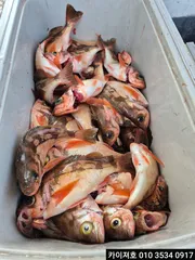 5일 오전 외줄 낚시 왕열기 조황 입니다