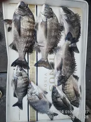 ((경남고성 주인호)) 주인호 일요일 감성돔 40cm외 조황~