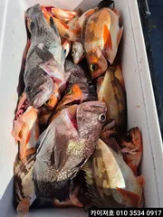 20일 야간 한치.오징어 21일 주간 열기.볼락 조황