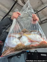 17일 오전 왕도다리 참가자미 대박~!!