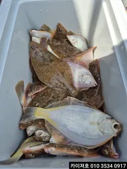 25일) 수요일 오전08시 도다리참가자미 여유자리 널널