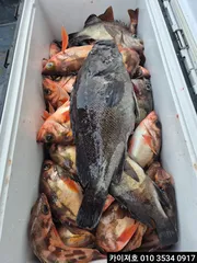 3일) 새벽01시 타임 왕볼락왕열기 모집중