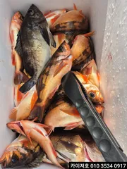 5일왕볼락 왕열기 조황 입니다