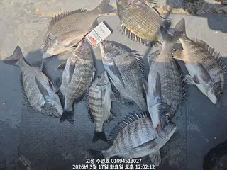 ((경남고성 주인호)) 주인호 감성돔 조황입니다~예약가능!