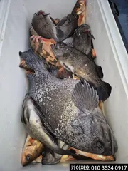 3일 새벽 왕볼락 왕열기 조황 입니다(9일 모집중)