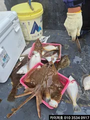 27일 도다리 참가자미 조황 입니다