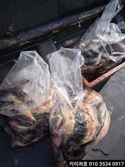 12일 오전 왕볼락왕열기 외줄낚시 조황