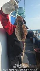 제주에이스호!!(1월29일)뚱갑이조황입니다010 35483472~010 3860 3472{9.77톤22인승14석운)청결은보장