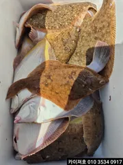 8일 오전 도다리 참가자미 대박