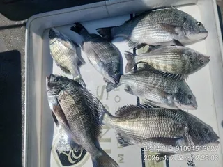 ((경남고성 주인호))주인호 화요일 감성돔 조황~수요일 예약가능!