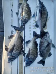 ((주인호&태권호 감성돔이벤트중))주인호 감성돔조황~목요일예약가능!