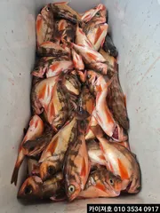 4일)외줄낚시 왕열기 조황 입니다