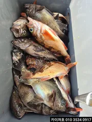 17일 외줄 왕볼락 왕열기 조황~