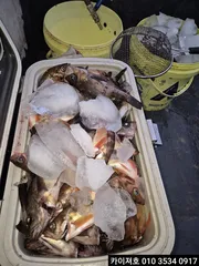 9일 새벽 왕볼락 왕열기 타작