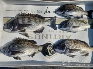 ((주인호&태권호 감성돔이벤트중))주인호 일요일 감성돔 조황~