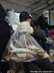 25일 오전 도다리 참가자미 기본이 3걸이 ~