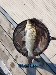 조은수제찌공방 상덕낚시터 내림낚시 