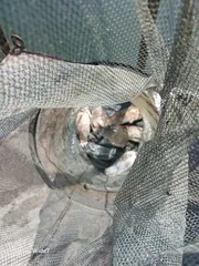 어우실지 낚시터입니다 만석에감사드립니다