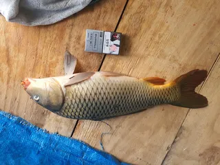 실시간 칠곡구봉지 현황 ㅎㅎ 