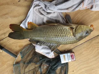 구봉지 실시간 역시 익사이팅합니다