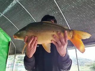 향어시즌이 얼마나 남았을까