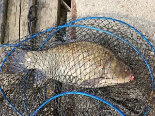 인생첫4짜잡아봣네요