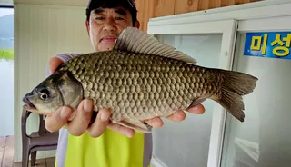 송전지 미성좌대 조황정보