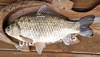 4짜로 시작하는 고삼지