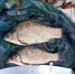 6월 말-장마철 붕어낚시