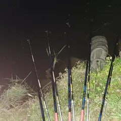 평택호 진위천 조황 소식