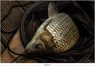 사오리 월척 조황